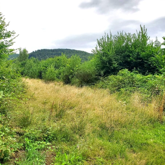 LOLITA JASKO IMMOBILIER : Ground | COLROY-LA-ROCHE (67420) | 890.00m2 | 60 000 € 