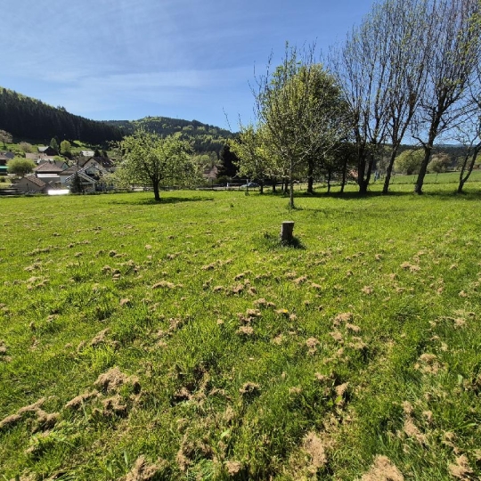  LOLITA JASKO IMMOBILIER : Terrain | COLROY-LA-ROCHE (67420) | 799 m2 | 45 000 &euro; 