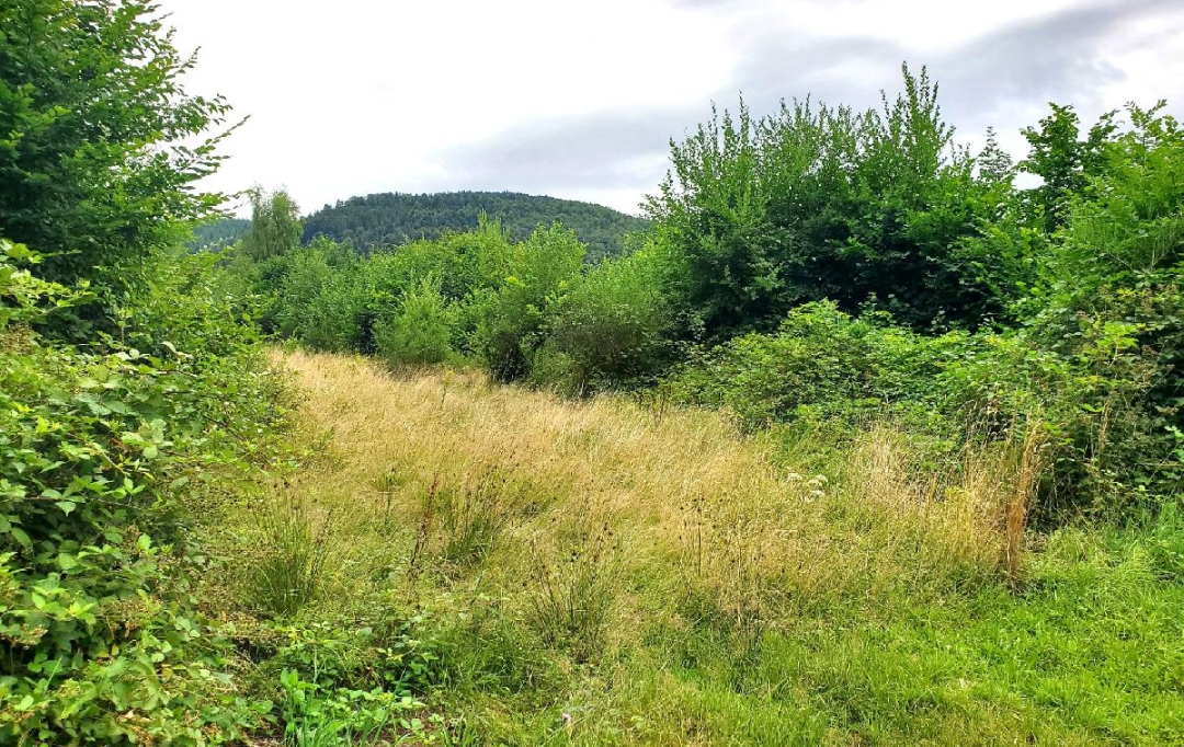LOLITA JASKO IMMOBILIER : Ground | COLROY-LA-ROCHE (67420) | 890 m2 | 60 000 € 